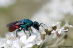 Chrysis Chrysis