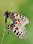 Parnassius apollo (Parnassius apollo) Parnassius apollo (Parnassius apollo)