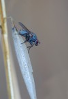 ...Una Banale Mosca...!!! ...Una Banale Mosca...!!!