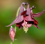 il cappello delle streghe il cappello delle streghe