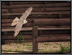 Falco ..... # 2 - Esibizione di Falconeria Falco ..... # 2 - Esibizione di Falconeria