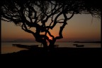 albero nero