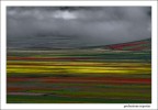 Fioritura a Castelluccio di Norcia Fioritura a Castelluccio di Norcia