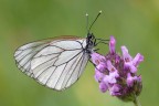 Aporia crataegi Aporia crataegi