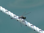 Libellula sul lago Libellula sul lago