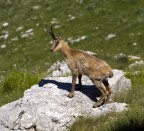 Camoscio #1 Camoscio #1