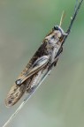 Cavalletta