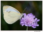 farfalla