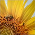 ape su girasole ape su girasole