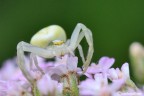 Misumena vatia Misumena vatia