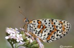 Melitea dydima