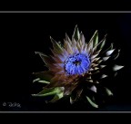 Fiore di... Fiore di...