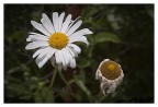 Bellis perennis... Bellis perennis...