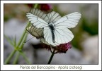 Petali animati Petali animati