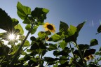 Girasole