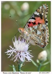 Vanessa cardui Vanessa cardui