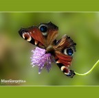 Innachis io Innachis io