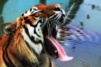 rawrrr..... rawrrr.....