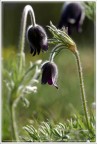 Pulsatilla montana (Hoppe) Rchb. Pulsatilla montana (Hoppe) Rchb.