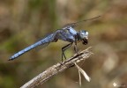 Premessa: gli amici di Natura Mediterraneo stanno discutendo sulla correttezza dell'identificazione (alternativa possibile: Orthetrum nitidinerve).

Beccata "col sorcio in bocca" vicina ad una piccola fonte d'acqua nel mezzo ad un campo (temperatura inenarrabile).

EXIF: f/11, 1/250 sec, ISO-250, Exp Comp - 1/3 ev, Cavalletto, 18 Luglio 2010 ore 15:50
HR:[ur]http://img822.imageshack.us/img822/2431/img1597od.jpg[/url]