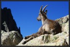 Parco Nazionale delle Alpi Marittime, nei pressi della Cima Paganini, in un tentativo fallito di salire la Normale dell'Argentera dal bivacco di Baus, miseramente fallito per un grossolano errore di percorso che mi ha portato a questa sella in cima alla quale ruminava lo stambecco anzich al passo dei Detriti...