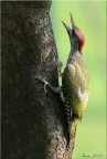 Giovanotto di picchio verde Giovanotto di picchio verde