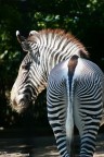 Zebra Zebra