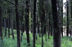 boschetto di Monte Oliveto Maggiore