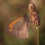 Prime luci Prime luci