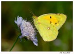 Colias crocea Colias crocea