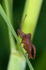 cimicione