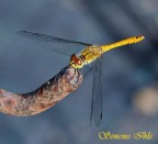 libellula libellula