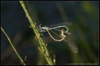 libellule in riproduzione.
Altri scatti su: http://capturethetime.blogspot.com/2010/07/dragonflies-and-butterflies.html