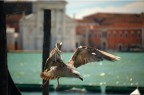 Venezia- San Marco