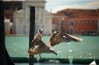 Venezia- San Marco Venezia- San Marco