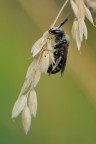 Tiphia Femorata