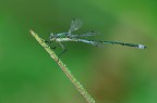 lestes
