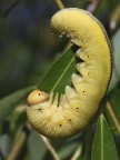 Larva di Tenthredinidae Larva di Tenthredinidae