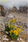 Doronicum grandiflorum