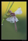 ...Sympetrum fonscolombii... ...Sympetrum fonscolombii...