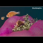 Clown fish family Clown fish family