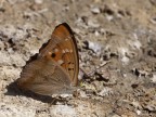 Apatura metis Apatura metis
