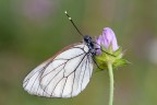 Aporia crataegi Aporia crataegi