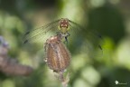 Sympetrum striolatum (sottoesposto)