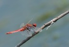 libellula libellula
