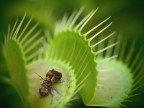 La pianta che mangia La pianta che mangia