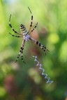 Argiope bruennichi Argiope bruennichi