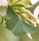 Farfalla PADANA? Farfalla PADANA?