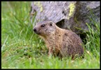 Marmotta Marmotta