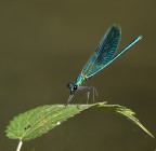 Damigella su foglia Damigella su foglia